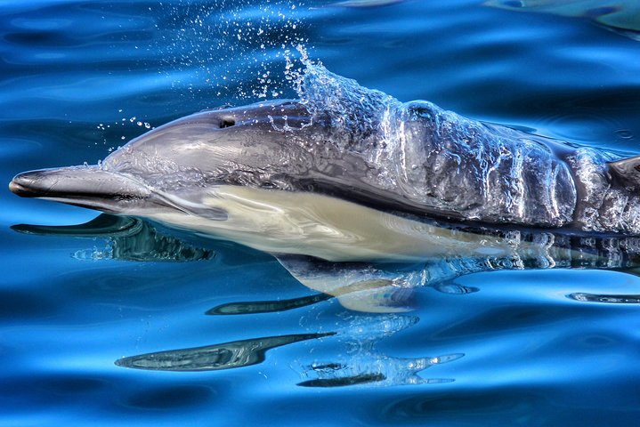 Beautiful common dolphin swimming along side our vessel Bay Explorer